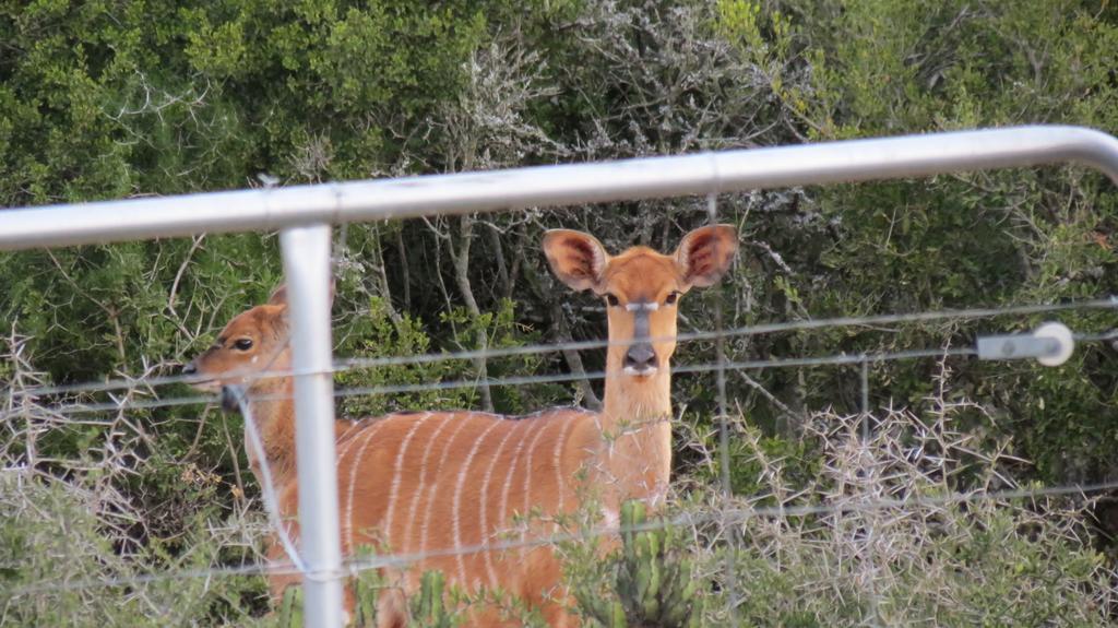 Kudu Ridge Game Lodge Addo Exterior foto