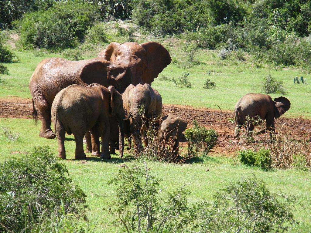 Kudu Ridge Game Lodge Addo Exterior foto