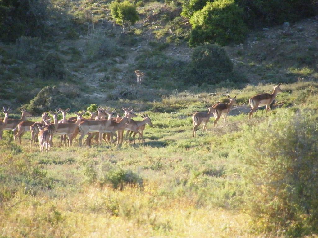 Kudu Ridge Game Lodge Addo Exterior foto