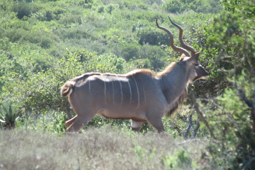 Kudu Ridge Game Lodge Addo Exterior foto