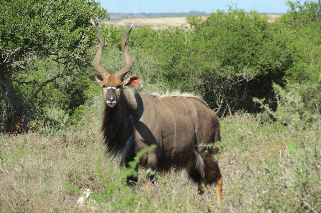 Kudu Ridge Game Lodge Addo Exterior foto