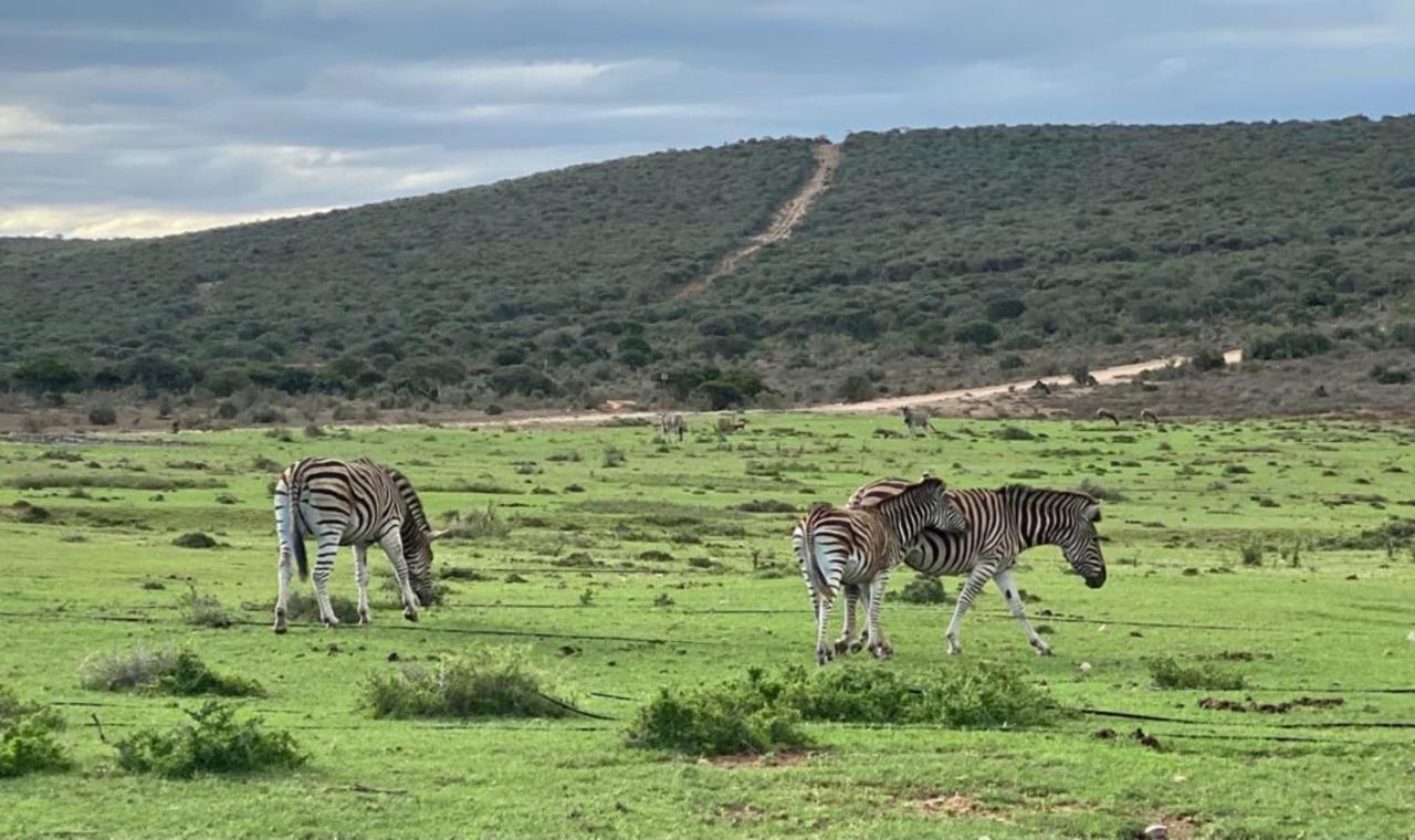 Kudu Ridge Game Lodge Addo Exterior foto