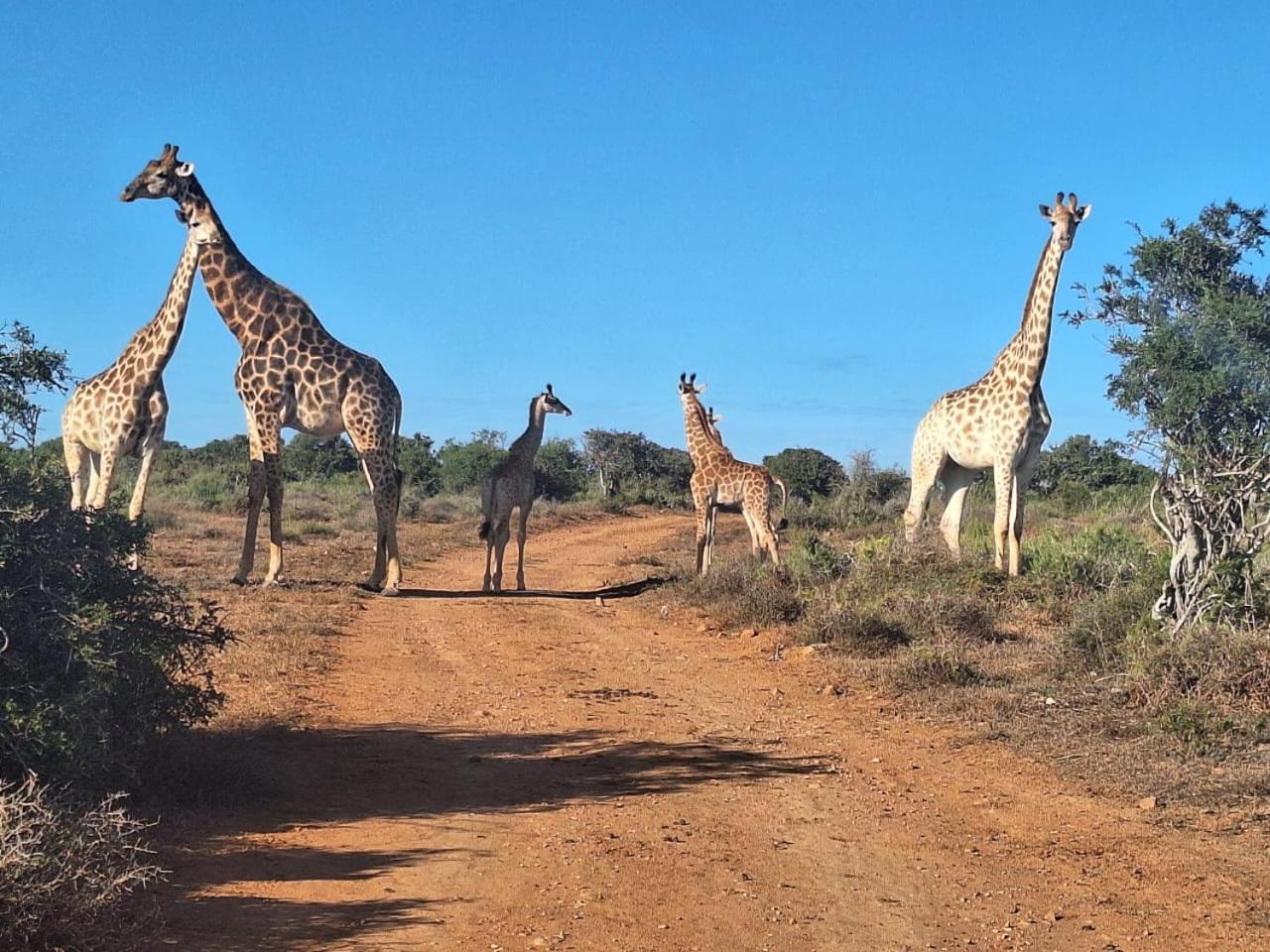 Kudu Ridge Game Lodge Addo Exterior foto