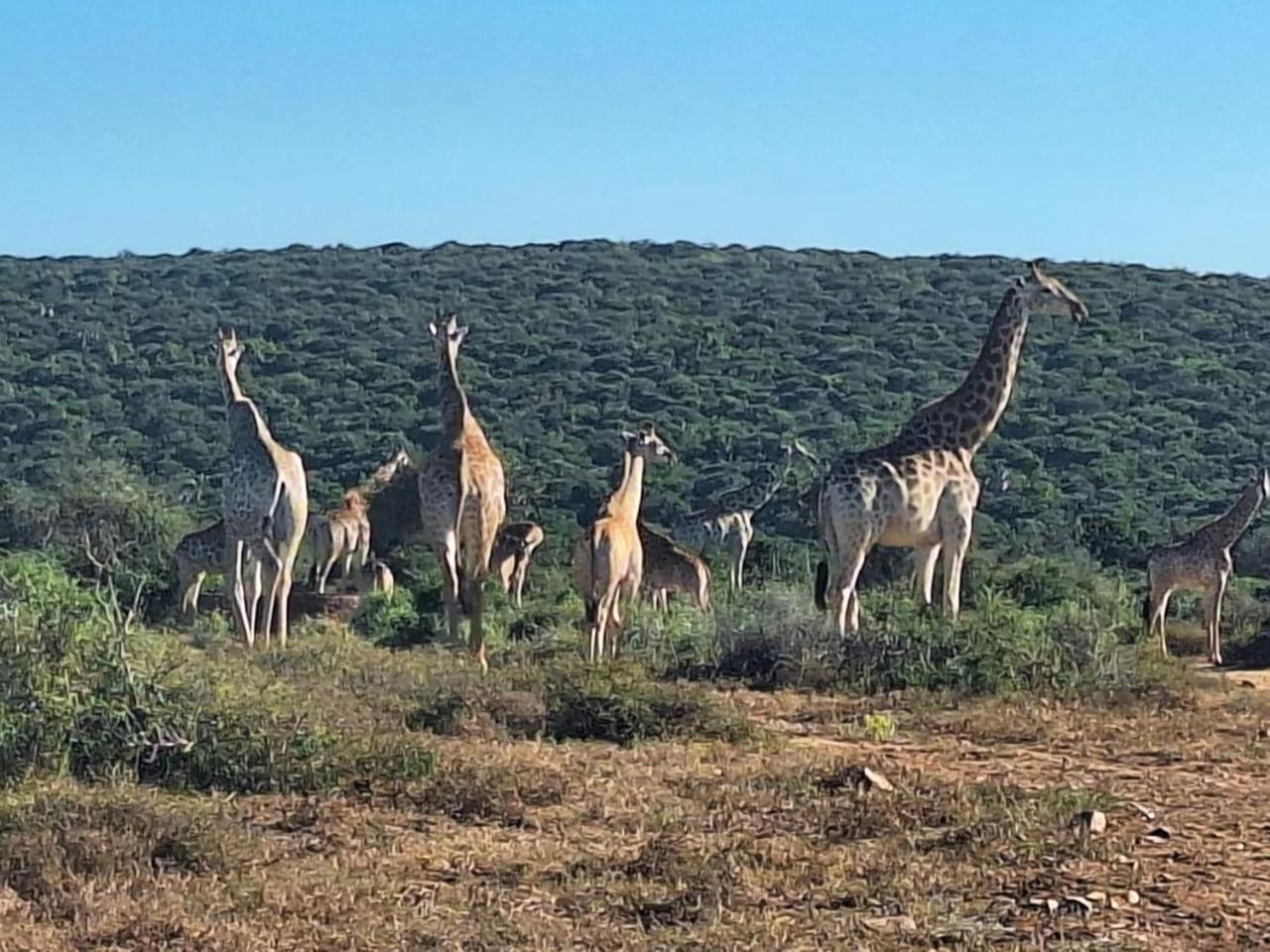 Kudu Ridge Game Lodge Addo Exterior foto