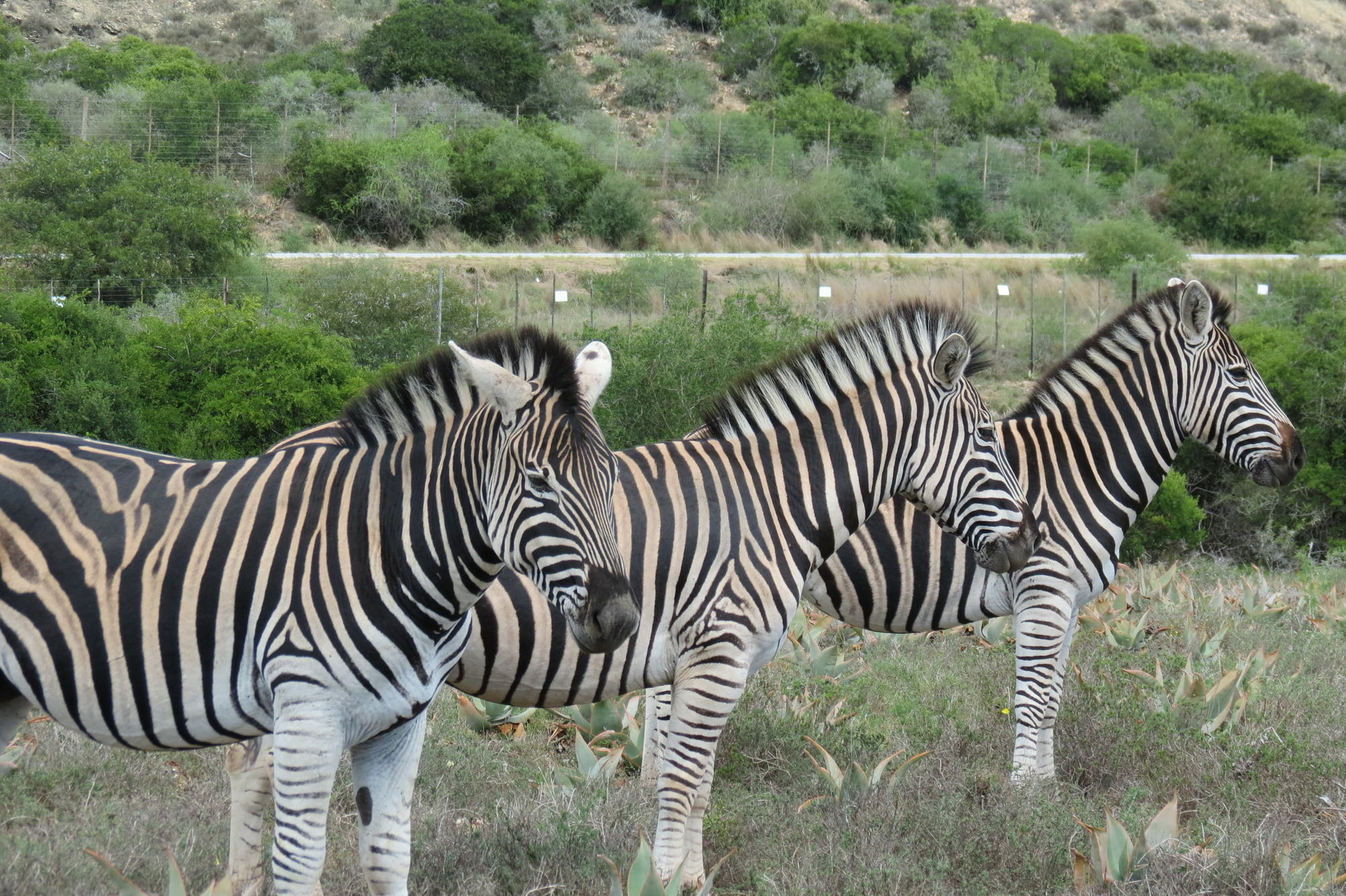 Kudu Ridge Game Lodge Addo Exterior foto